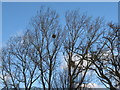 Mistletoe in trees at River