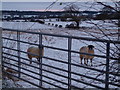 Wintry scene, Brampton