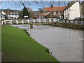 Ducks on the River Leven