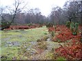 Woodland glade near Hale