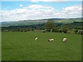 Sheep grazing in the Ribble Valley