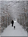 A Tunnel of Trees on the old Waverley Line