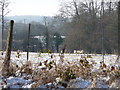 Sheep in field near Lenham