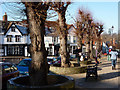 Trees on Market Hill, Framlingham