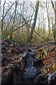 Splash in Norsey Wood