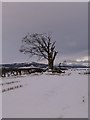 Tree near Crieffvechter