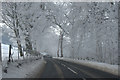 Frost-covered trees, Bolfracks