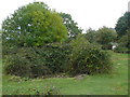 An overgrown dewpond in Cross quarry