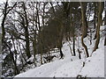 Snow covered woodland path