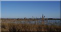 Flooded fields near Muchelney