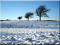 Three Trees in the Snow