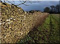 Wall, Newark Park