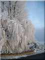 Frozen willow tree, Nairn