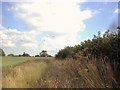 Swarm of honey bees in field.