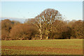 Rooks gathering over Braunston Covert