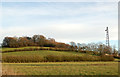 Hillside and communications mast, Staverton