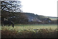 Abbey Mill Farm & a horse