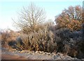 A frosty morning on Hartlebury Common