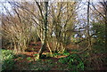 Coppiced trees, Roughmoor Copse