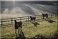 Horses by the road to Lower Roadwater