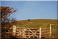 Horse on the hill by the road to Lower Roadwater