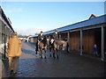 Tiverton : Boxing Day Horses 2009