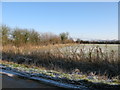 Field boundary opposite Lower Farm on the Bourton Road