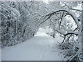 Footpath at Longshaw