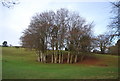 Clump of trees in the grounds of Croydon Hall