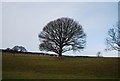 Tree in the grounds of Croydon Hall