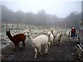 Alpacas in freezing paddock