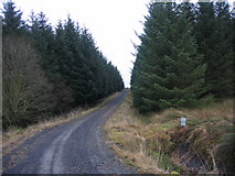 NY7680 : Forest Track near Monied Rigg by Les Hull