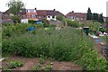 Kingsbury Road allotments, Allesley Park, Coventry.