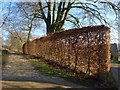 Beech hedge, Ozleworth