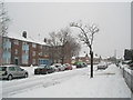 Winter trees in Blendworth Crescent