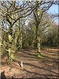 TQ4793 : Path through Hainault Forest Country Park (1) by Richard Hoare