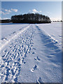 Track leading to copse south of Ormesby Grange Farm