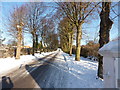Pollarded avenue of  trees, snow and long shadows