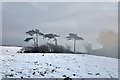 Stunted Pines and approaching mist