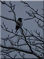 Magpie in snowy tree, Golders Hill Park NW11