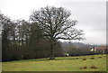 ST1235 : Large Oak tree by the footpath by N Chadwick