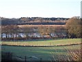 Pond in Elphicks Farm