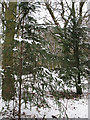 Winter in Elmstead Woods (3)