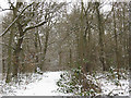 Winter in Elmstead Woods (6)