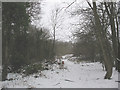 Track in the woods near the A20