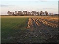 ST7996 : New and old crop near Symonds' Hall Farm by Derek Harper