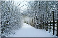 Bridleway Near Merstham, Surrey