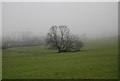 A single tree in a field