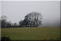 Trees near Halsway Cottage