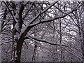 Snow in the trees, Cockshoot Wood